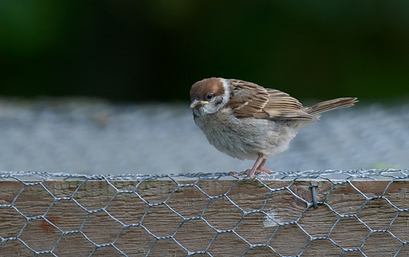 Pilfink - Eurasian tree sparrow (Passer motanus).jpg